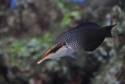 Green Bird Wrasse - Gomphosus varius