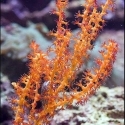 Orange Tree Gorgonia