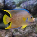 Blue Angel - Holacanthus bermudensis 