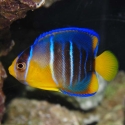 Blue Angel - Holacanthus bermudensis 