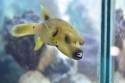 Arothron Dog Face Puffer - Arothron nigropunctatus 