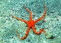 Red Serpent Starfish - Ophioderma rubicundum