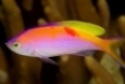 Anthias