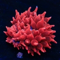 Anemones