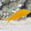 Blennies