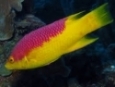 Hogfish