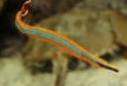 Pipefish