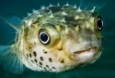 Puffer Fish