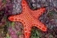 Starfish