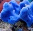 Sponges