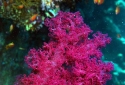 Soft Corals
