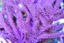 Gorgonias & Sea Fans