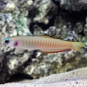 Gobies & Dartfish