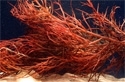 Refugium Plants & Algaes