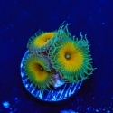 Palythoa Frags