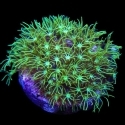 Star Polyp Frags