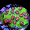 Cyphastrea Frags