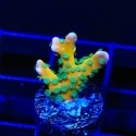 Anacropora Frags