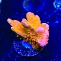 Branching Montipora Frags
