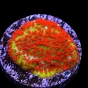 Encrusting Montipora Frags