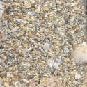 Florida Live Sand 
