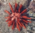 Sea Urchins & Sea Hares