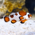 Captive Bred Clownfish From ProAquatix