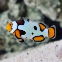 Captive Bred Clownfish From ProAquatix
