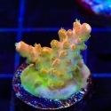 SPS Acro Frags