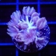 Xenia & Clove Polyp Frags