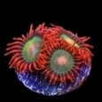 Zoanthid Frags