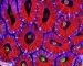 detail_11513_ACAN_LORD_ASSORTED_COLORS.jpg