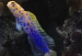 detail_10199_blue-dot-jawfish-opistognathus-rosenblatti-1.jpg