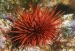 detail_10418_Red_urchin.jpg