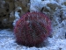 detail_8896_pink_urchin.jpg