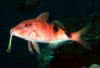Manybar Goatfish - Parupeneus multifasciatus