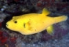 Golden Puffer - Arothron meleagris