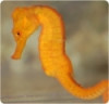 Tank Raised Orange/Yellow Seahorse