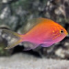 Fathead Sunburst Anthias - Serranocirrhitus latus