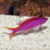 Purple Queen Anthias - Pseudanthias tuka