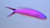 Purple Tilefish - Hoplolatilus purpureus