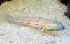 Diamond Watchman Goby - Valenciennea puellaris