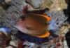 Bristletooth Tomini Tang - Ctenochaetus tominiensi...