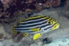 Striped Sweetlips - Plectorhinchus albovittatus