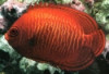 Golden Angelfish - Centropyge aurantia