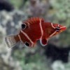 Red Pygmy Possum Wrasse - Wetmorella triocellata