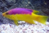 Spanish Hogfish - Bodianus rufus