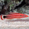 Masudas Hogfish - Bodianus masudai