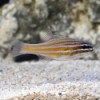 Yellowstriped Cardinalfish - Apogon cyanosoma