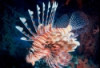 Volitan Lionfish - Pterois volitans